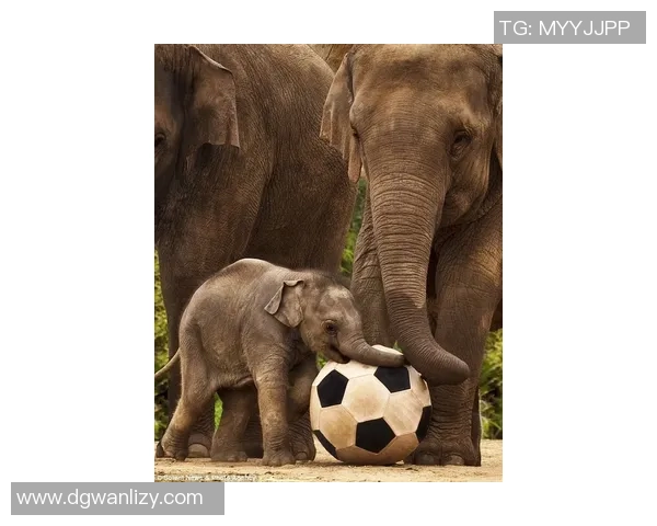 动物界的足球明星们他们的球技与魅力让人惊叹不已